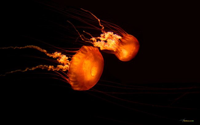 Обои картинки фото животные, медузы