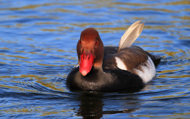 Обои картинки фото животные, утки