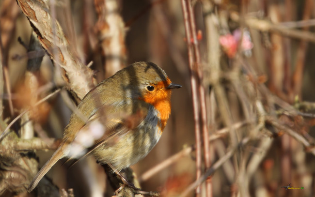 Обои картинки фото животные, зарянки, малиновки