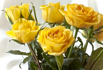 Картинка цветы розы желтый