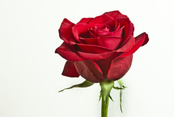 Картинка цветы розы красный