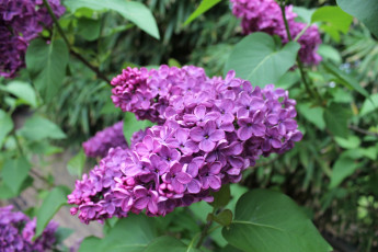 Картинка цветы сирень лиловый