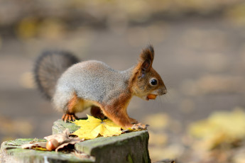 Картинка животные белки орех
