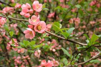 Картинка цветы айва весна