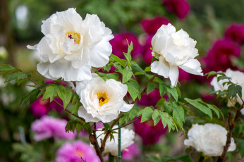 Картинка цветы пионы белый