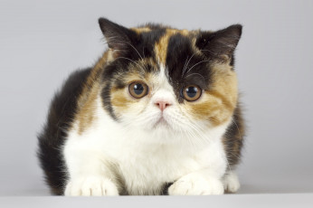 Картинка животные коты котенок