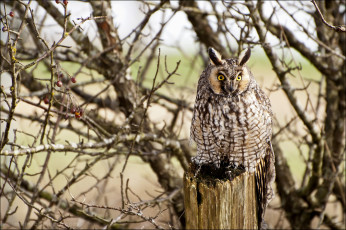 Картинка животные совы маскировка
