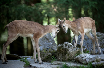 Картинка животные козы драка