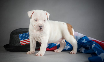 Картинка животные собаки щенок