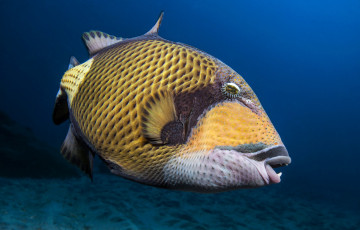 Картинка животные рыбы макро