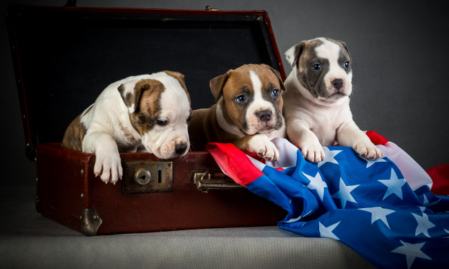 Обои картинки фото животные, собаки, щенки