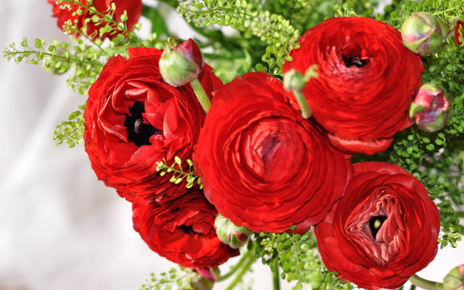 Обои картинки фото цветы, ранункулюс , азиатский лютик, красный