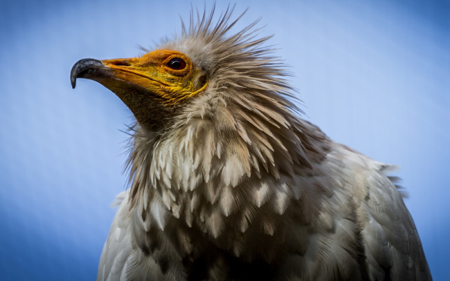 Обои картинки фото животные, птицы - хищники, клюв, перья, хищник, гриф