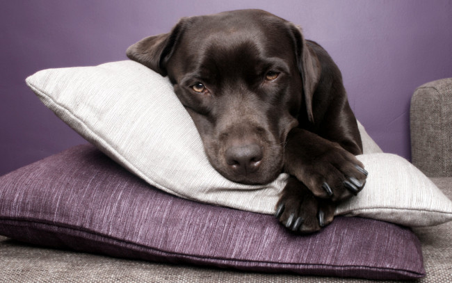 Обои картинки фото животные, собаки, взгляд, подушка