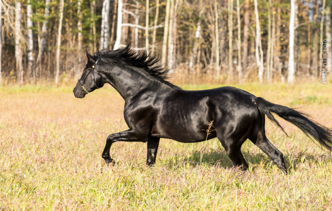 Обои картинки фото животные, лошади, вороной
