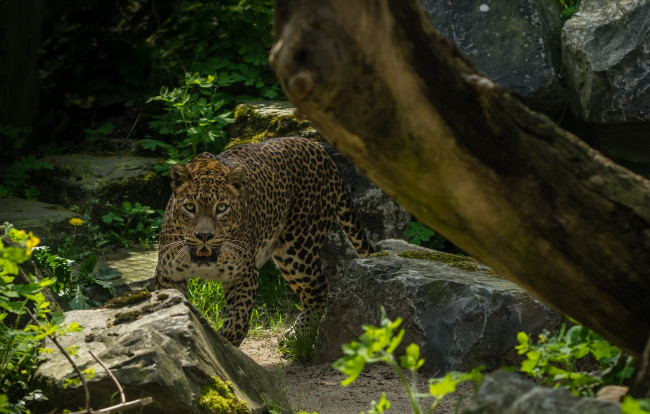 Обои картинки фото животные, леопарды, заросли, кошка, морда