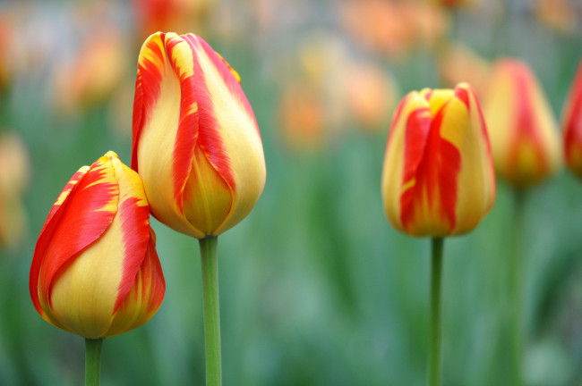 Обои картинки фото цветы, триллиумы, бутоны