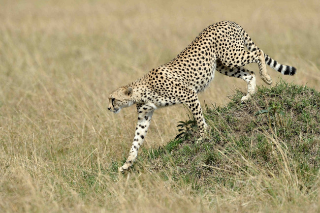 Обои картинки фото животные, гепарды, кошка