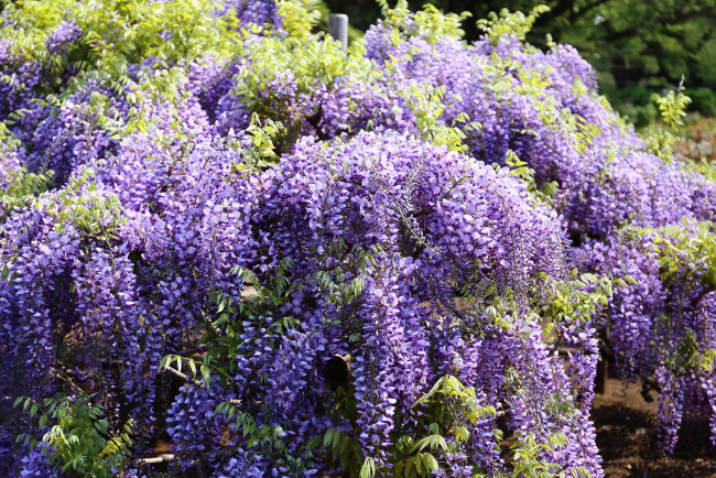 Обои картинки фото цветы, глициния, вистерия