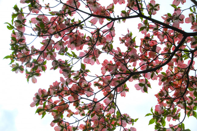 Обои картинки фото цветы, кизил, дерево