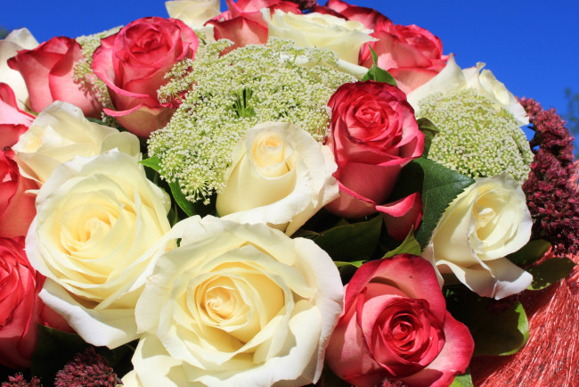 Обои картинки фото цветы, розы, букет