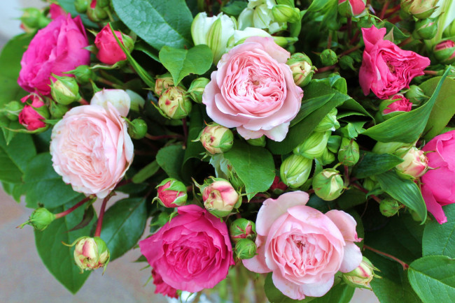 Обои картинки фото цветы, розы, бутоны