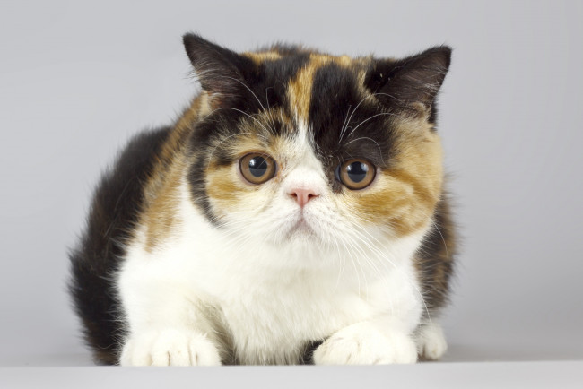 Обои картинки фото животные, коты, котенок