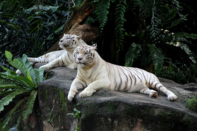 Обои картинки фото животные, тигры, пара