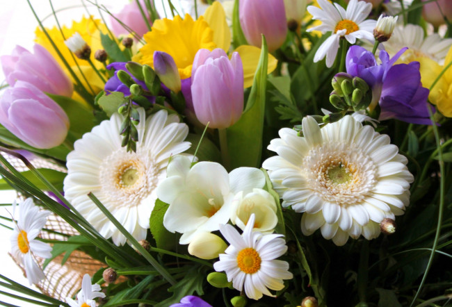 Обои картинки фото цветы, букеты,  композиции, фрезия, герберы