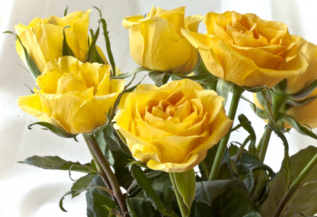 Обои картинки фото цветы, розы, желтый
