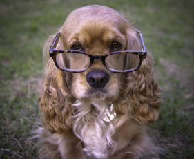 Картинка животные собаки пес