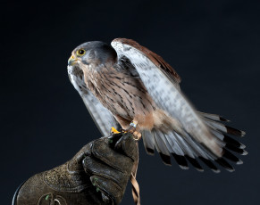 Картинка животные птицы+-+хищники охотник