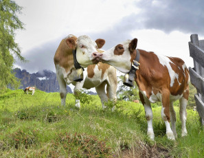 Картинка животные коровы +буйволы буренки