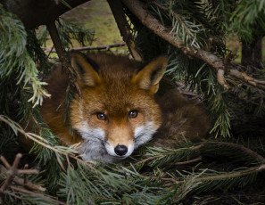 Картинка животные лисы лисичка