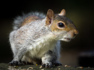 Картинка животные белки белка