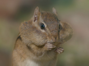 Картинка животные бурундуки бурундук