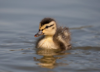 Картинка животные утки утенок