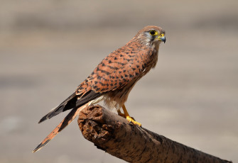 Картинка kestrel животные птицы+-+хищники пустельга