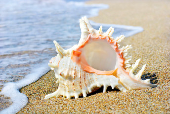 Картинка разное ракушки +кораллы +декоративные+и+spa-камни берег раковина