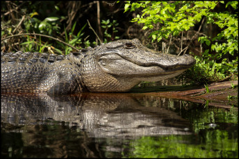 Картинка животные крокодилы крокодил
