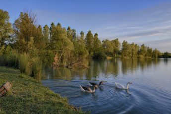 Картинка животные гуси лес река птицы