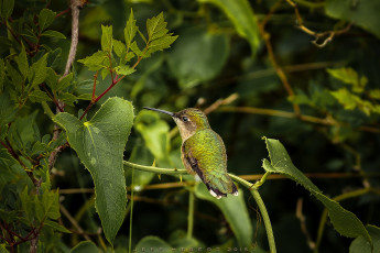 Картинка животные колибри птичка