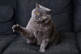 Картинка животные коты кошак кот когти лапка кошка