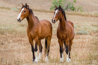 Картинка животные лошади лошадки