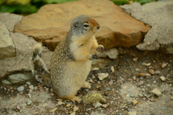 Картинка животные суслики +сурки суслик