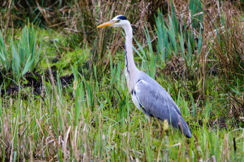 Картинка животные цапли +выпи серая цапля