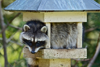 Картинка животные еноты енот