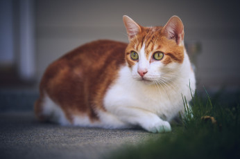 Картинка животные коты киса