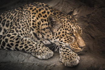 Картинка животные леопарды леопард