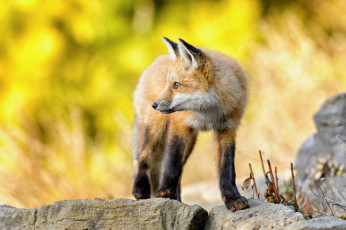 Картинка животные лисы камни взгляд лиса лисенок стойка лис